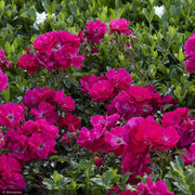 Rose, Nitty Gritty, Pink #5